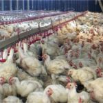 Why suffering of chicken should worry us-Photo-World Animal Protection
