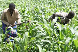 Kenyan mobile app could save tea farmers billions of shillings. PHOTO- Nation.co.ke