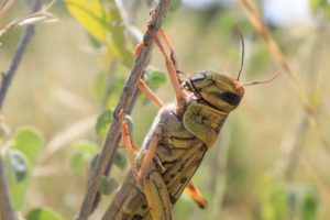 Hope for locust invasion in Africa
