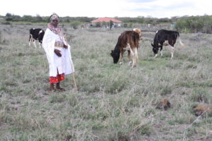 Peninnah looking after her cows in the field
