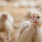 Why suffering of chicken should worry us-Photo-World Animal Protection