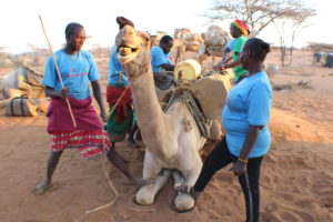 Lenantari joins camel handlers to load medicine and other commodities on a camel ahead of a camel outreach in Samburu East. PHOTO: IMPACTHUB MEDIA